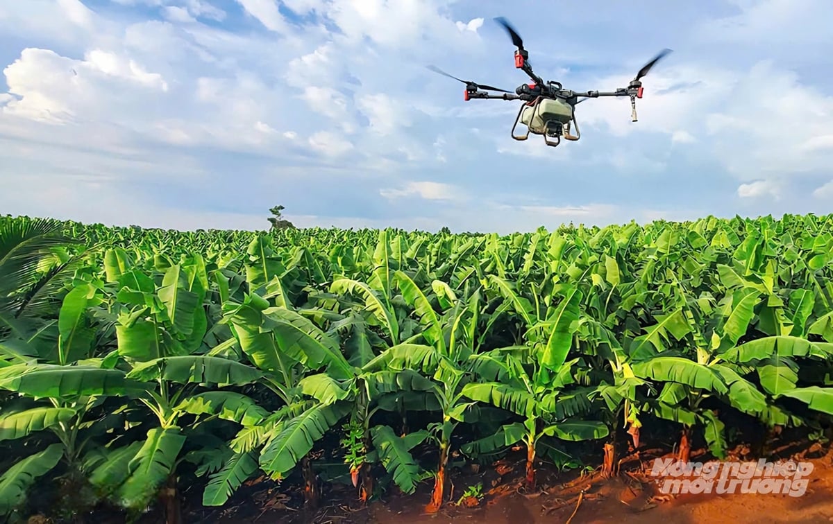 Dong Nai is a leading province in developing commodity agriculture, with bananas already exported to major markets. Photo: Minh Sang. Dong Nai is a leading province in developing commodity agriculture, with bananas already exported to major markets. Photo: Minh Sang.