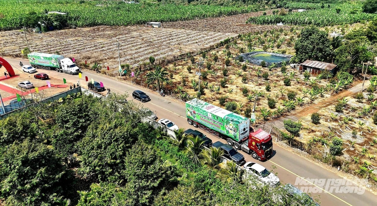 After the ceremony, 11 containers carrying 220 tons of Cavendish bananas departed for export to the markets of Japan, South Korea, and China. Photo: Minh Sang. After the ceremony, 11 containers carrying 220 tons of Cavendish bananas departed for export to the markets of Japan, South Korea, and China. Photo: Minh Sang.