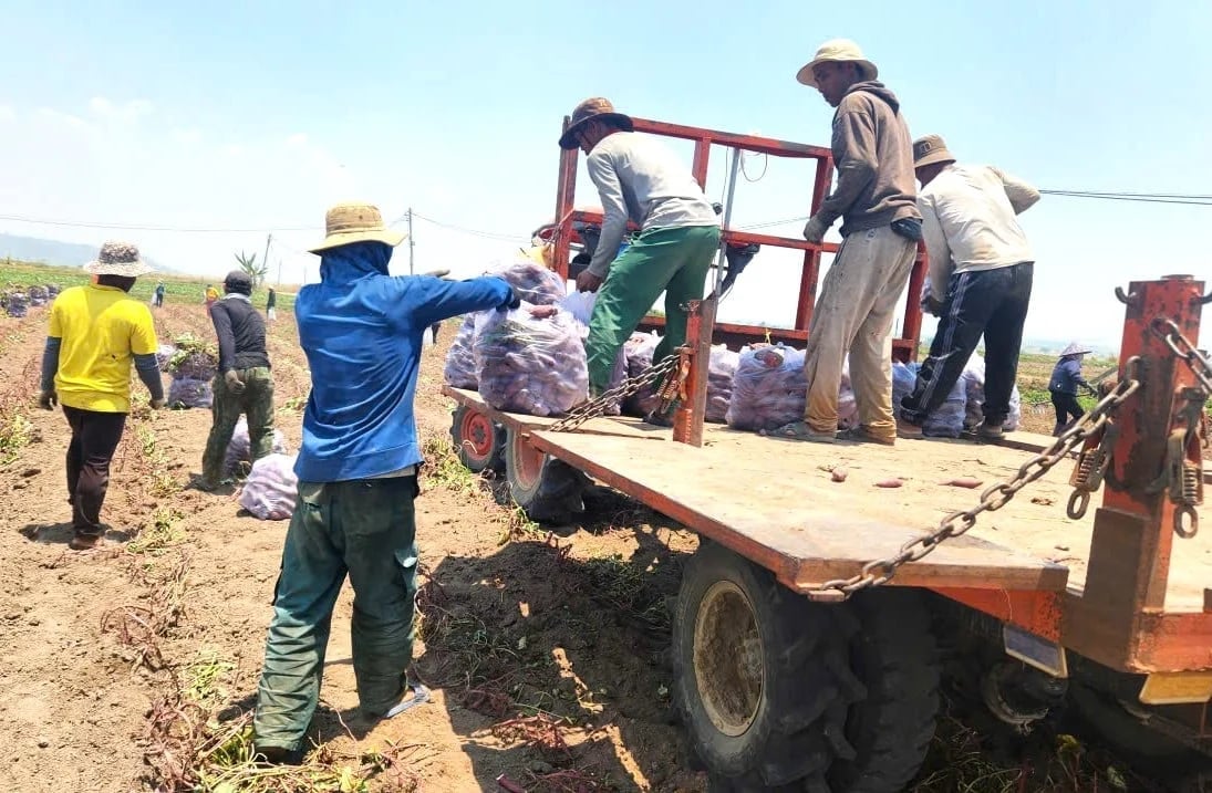 Sweet potatoes are mainly consumed in northern provinces and exported to China. Photo: Tuan Anh.