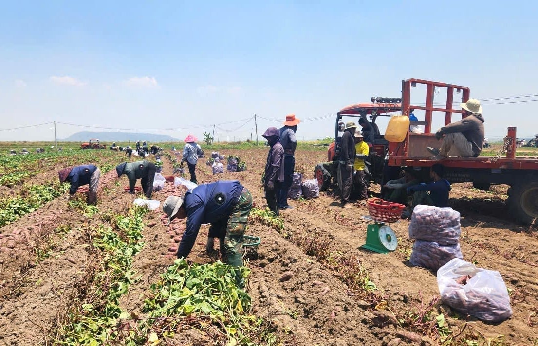 In the fields, farmers are busy harvesting sweet potatoes. Photo: Tuan Anh.