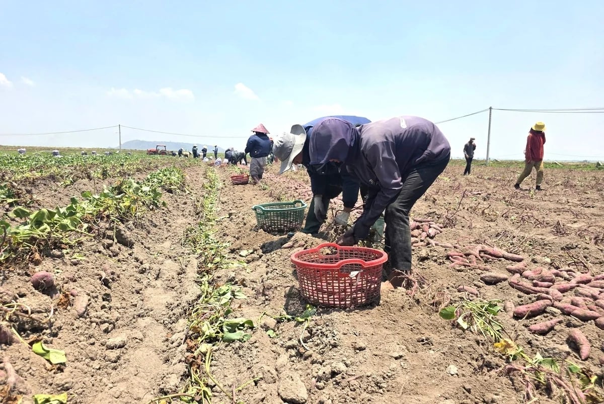 Sweet potato cultivation in Phu Thien and surrounding areas covers nearly 2,000 hectares. Photo: Tuan Anh.