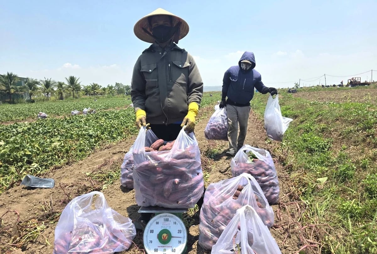 Some fields have good yields, but prices are dropping sharply. Photo: Tuan Anh.