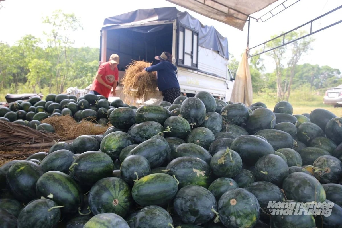 Despite a good harvest, falling prices and blocked output channels have left farmers worried. Photo: Vo Dung.