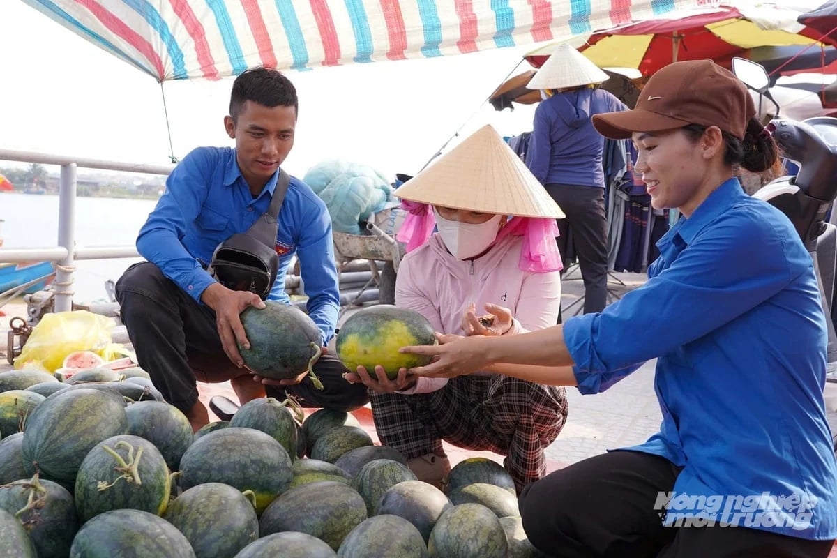 The Youth Union joins efforts to 'rescue' watermelons for farmers. Photo: Vo Dung.