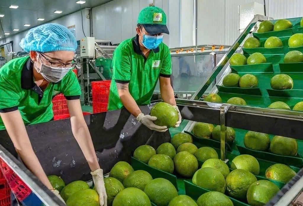 Pomelo processing at the factory of Chanh Thu Fruit Export-Import Group Joint Stock Company. Photo: Viet Huong.