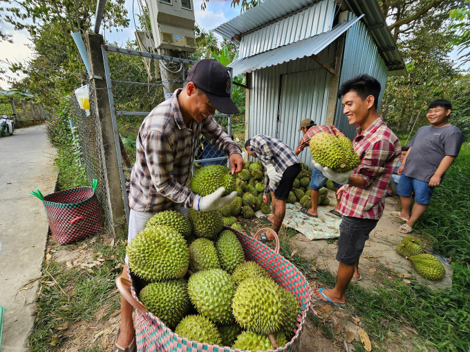 Purchasing durians at the garden in old Ben Tre, now Vinh Long. Photo: Hoang Nam