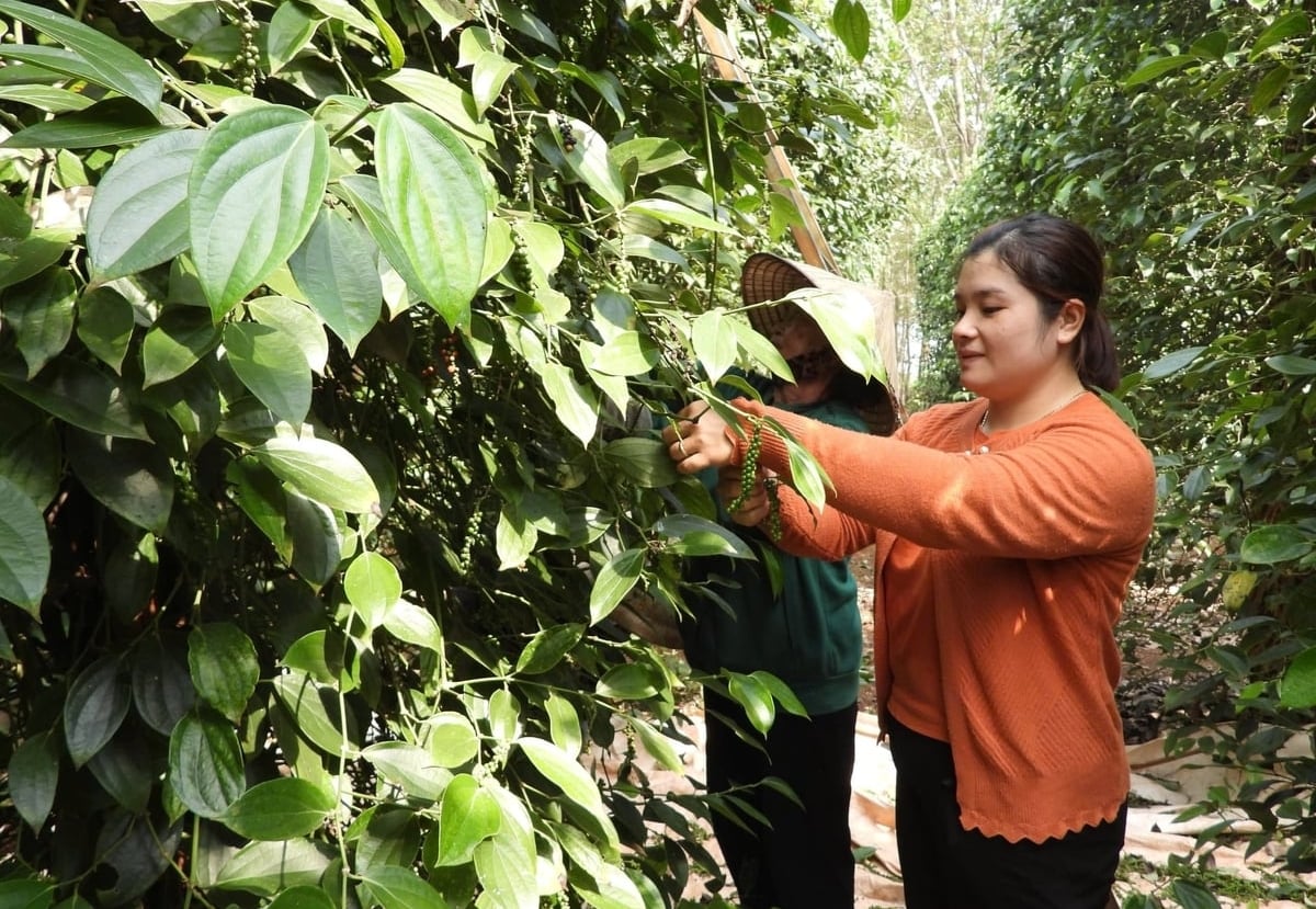 Farmers tend pepper plantations using sustainable cultivation practices to improve product quality and meet the increasingly stringent requirements of export markets. Photo: Tran Trung.
