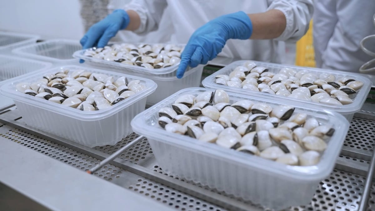 Exports of shellfish increased by around 26% to USD 102 million, reflecting the growth potential of products associated with offshore and coastal aquaculture as well as sustainable consumption trends. Photo: Hong Tham.