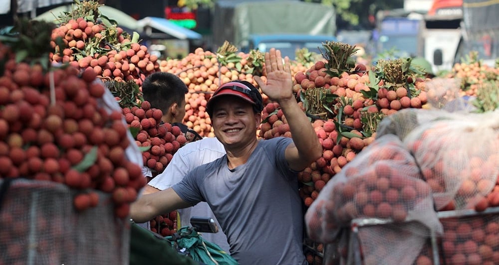 Bac Ninh manages 241 lychee growing area codes and 42 export-qualified packaging facilities. Photo: Doan Bong.