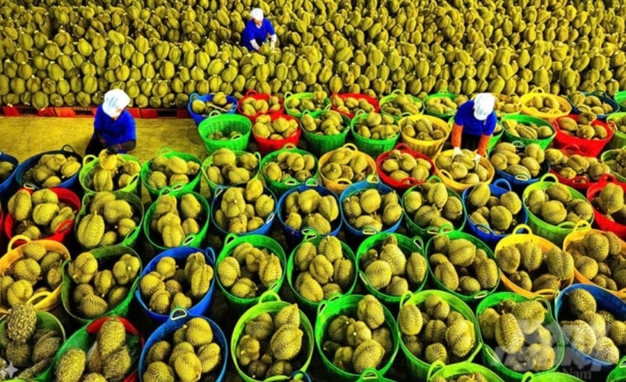 Viet Nam has strong competitive capacity in supplying products that are in high demand in the import market of India. Photo: Vinafruit.
