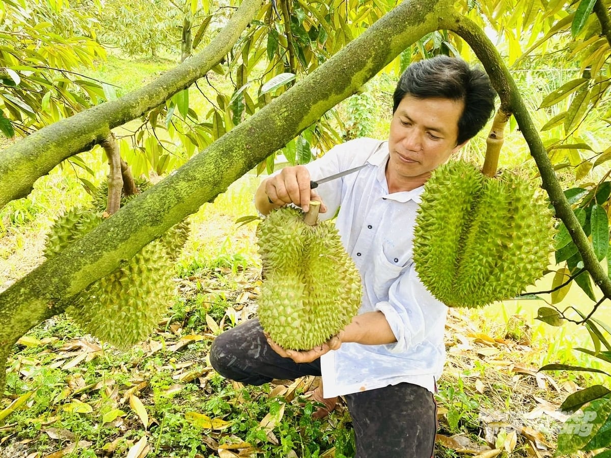 The Dong Thap Provincial People’s Committee has issued a plan to implement a traceability system for agricultural, forestry, and fishery products for the 2026-2030 period, with a vision toward 2035. Photo: Le Hoang Vu. The Dong Thap Provincial People’s Committee has issued a plan to implement a traceability system for agricultural, forestry, and fishery products for the 2026-2030 period, with a vision toward 2035. Photo: Le Hoang Vu.
