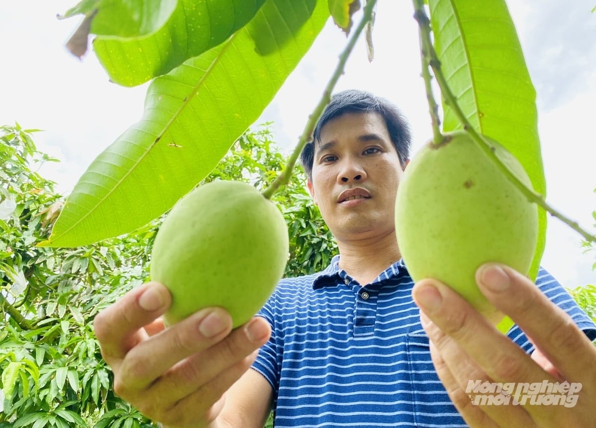 Dong Thap currently has 3,244 registered planting area codes for export-oriented products such as mango, durian, longan, jackfruit, and citrus fruits. Photo: Le Hoang Vu. Dong Thap currently has 3,244 registered planting area codes for export-oriented products such as mango, durian, longan, jackfruit, and citrus fruits. Photo: Le Hoang Vu.