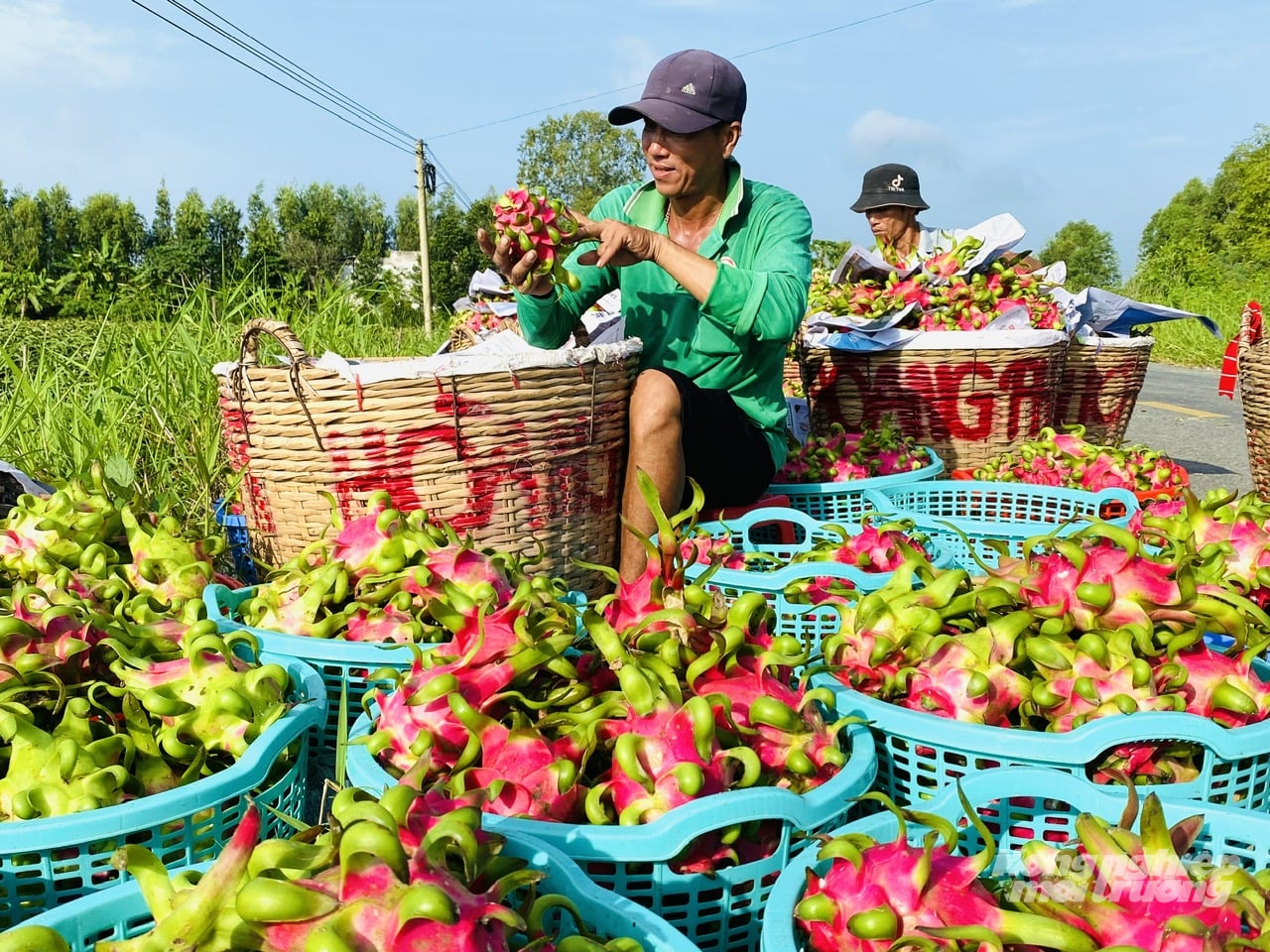 Dong Thap believes that traceability serves not only state management purposes, but also acts as an important tool for improving the transparency and quality of local agricultural products. Photo: Le Hoang Vu. Dong Thap believes that traceability serves not only state management purposes, but also acts as an important tool for improving the transparency and quality of local agricultural products. Photo: Le Hoang Vu.