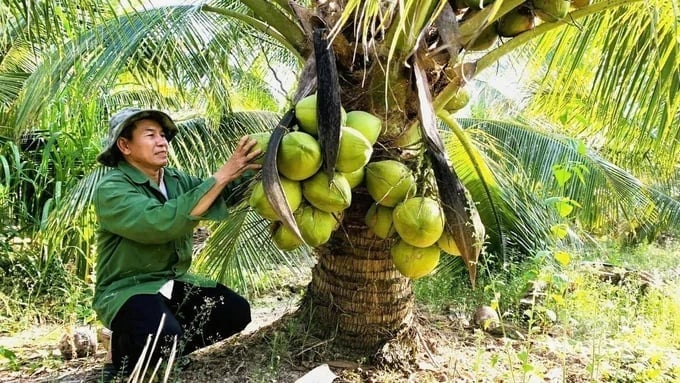 Coconuts from Ben Tre are facing many opportunities to expand export markets. Photo: Nguyen Khang/VAN.