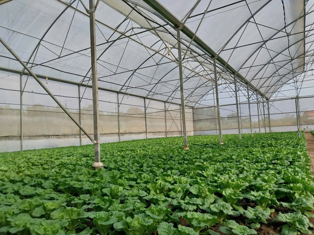 Expanding the development footprint is not simply a matter of adding acreage, it is an opportunity to reorganize agriculture along modern lines. Photo: Ha Duyen.