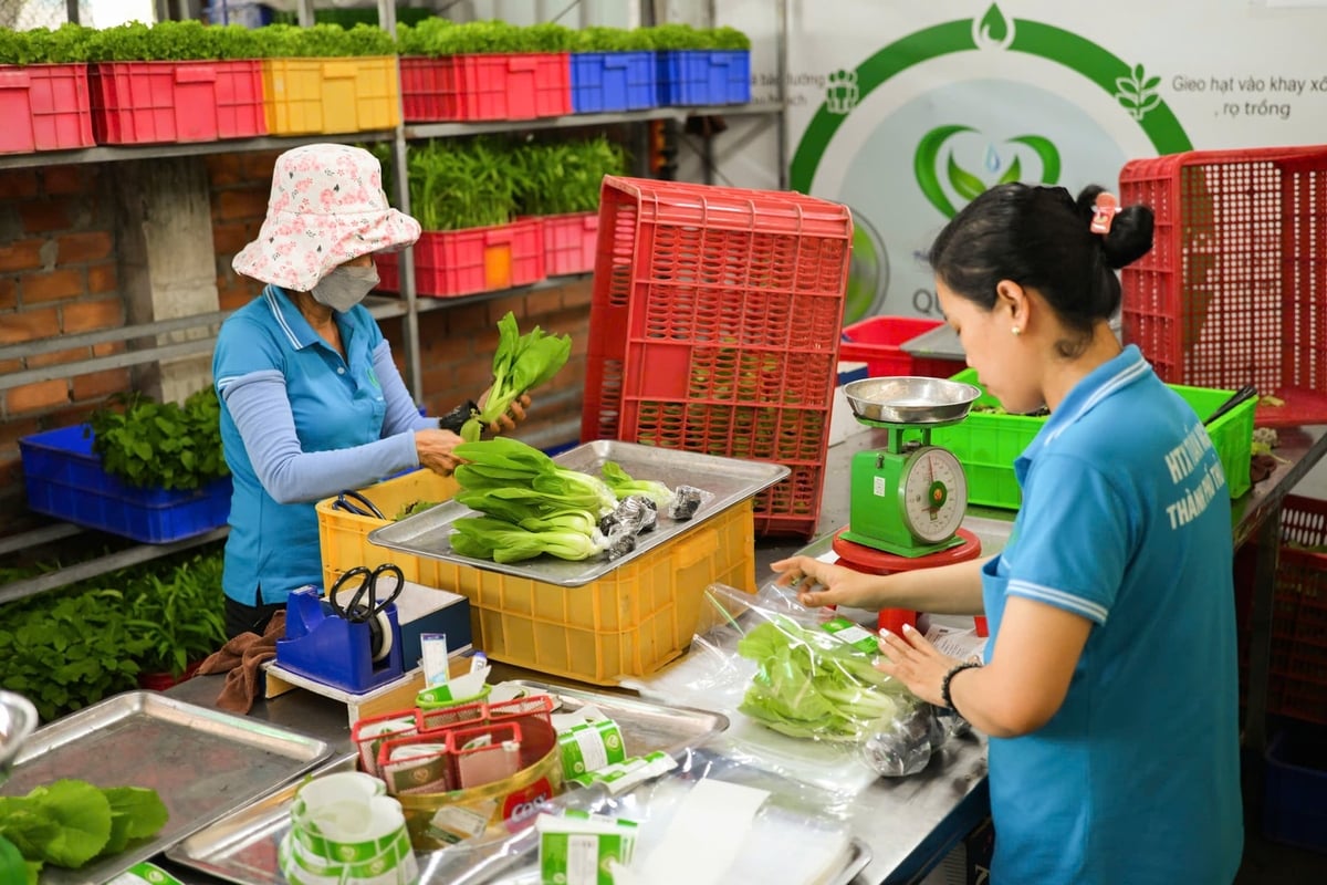 To ensure the ecosystem operates effectively, the core challenge of equitably distributing costs and benefits across every link in the chain must be resolved. Photo: Mai Ca.
