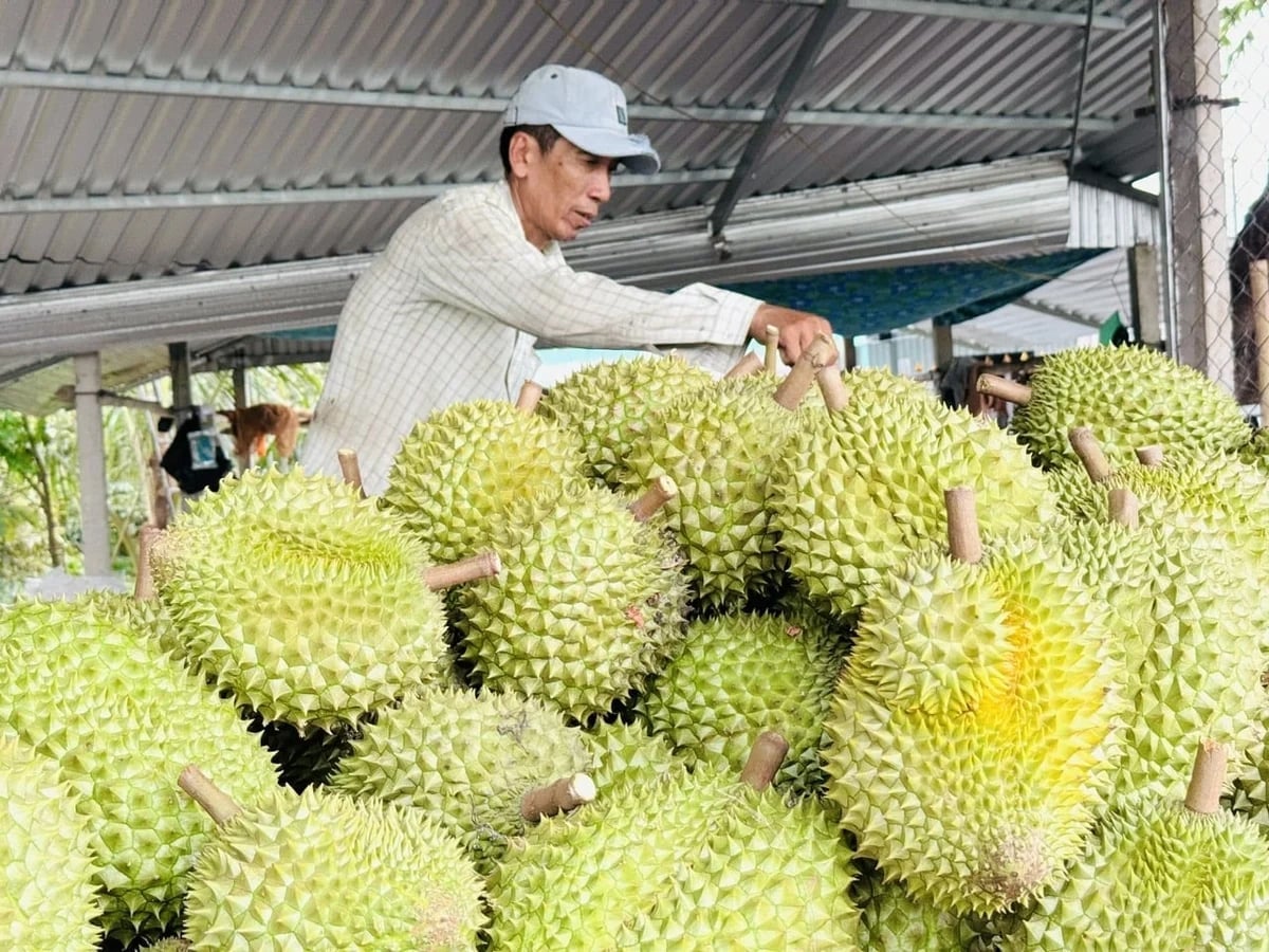 Viet Nam’s durian industry has demonstrated the strength of a billion-dollar sector by standing firm through the information storm. Photo: Le Hoang Vu.