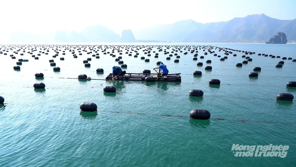 According to statistics from the Department of Fisheries and Surveillance, Viet Nam’s waters possess rich and diverse marine resources, with 2,040 fish species, including around 110 species of high economic value, in addition to seaweed and more than 600 species of crustaceans and mollusks. Photo: Nguyen Thuy.
