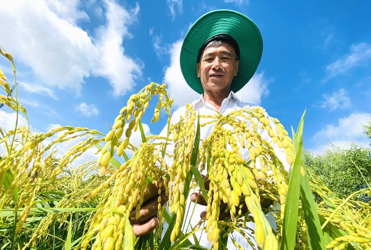 Rice prices in the Mekong Delta are recovering. Photo: Le Hoang Vu.