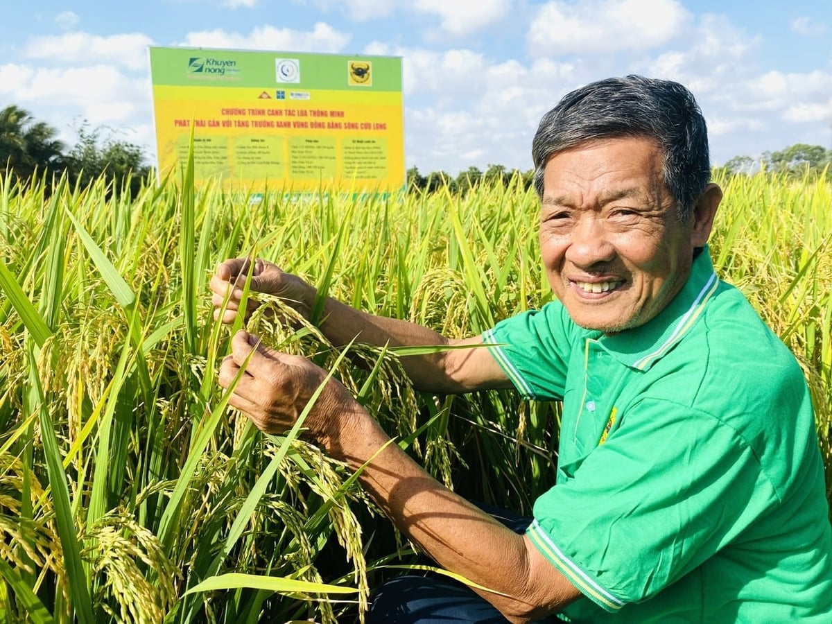 A field participating in the one-million-hectare high-quality, low-emission rice Scheme. Photo: Le Hoang Vu.