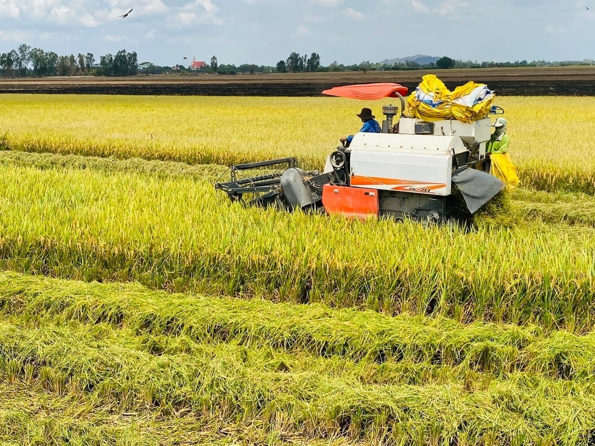 Farmers in the Mekong Delta harvest rice. Photo: Le Hoang Vu.