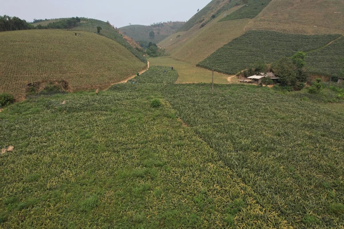 People in Ban Lau commune, Lao Cai province, are enjoying a successful pineapple season. Photo: Thanh Tien.