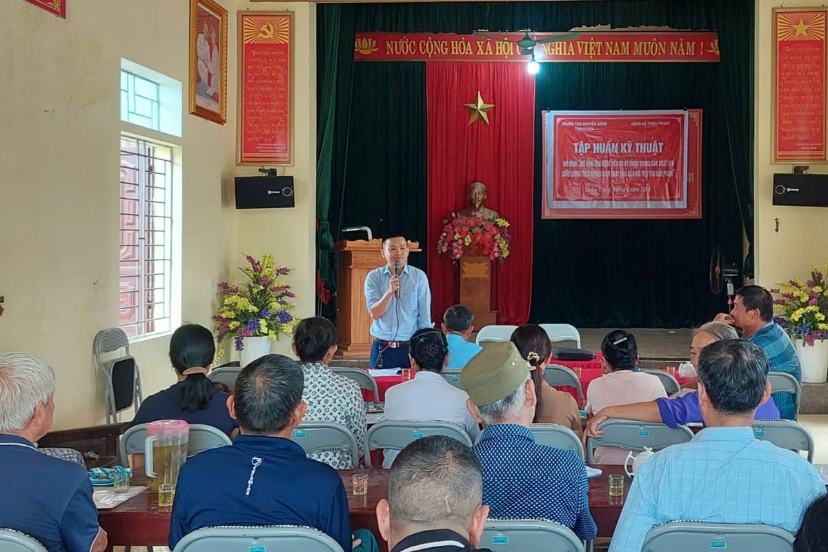 Thieu Vien Cooperative regularly collaborates with the provincial agricultural extension center and partner enterprises to organize technical training sessions and transfer advanced technologies to farmers. Photo: Thieu Vien Cooperative.