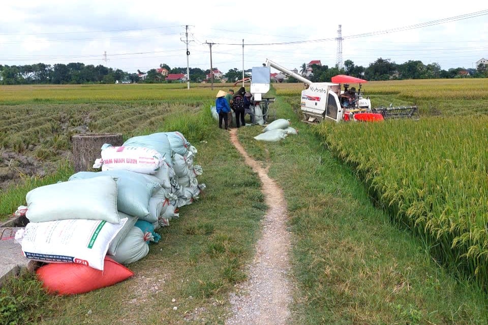 Thieu Vien Cooperative serves as a one-stop coordinator for farmers, supplying seeds, fertilizers, and irrigation, providing seedling trays and transplanting machinery, delivering technical training, and managing both the harvest and guaranteed product purchase. Photo: Phi Yen.