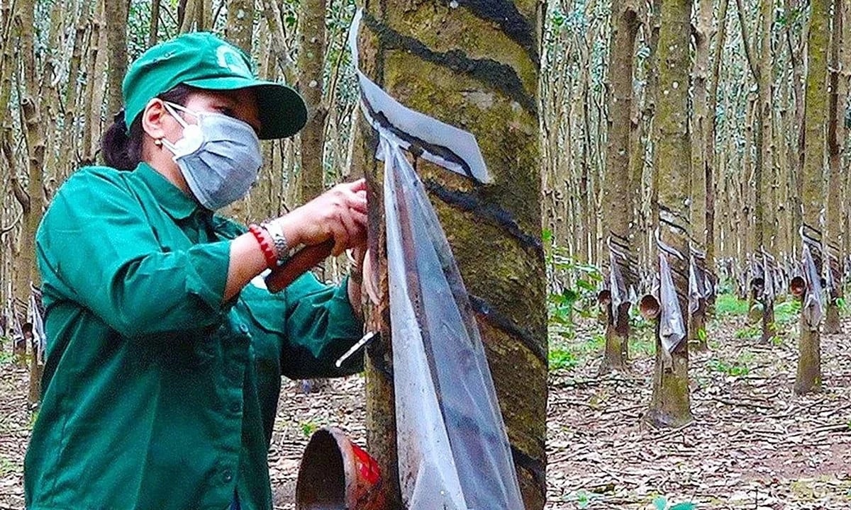 Rubber prices on May 11, 2026: Mixed fluctuations recorded.