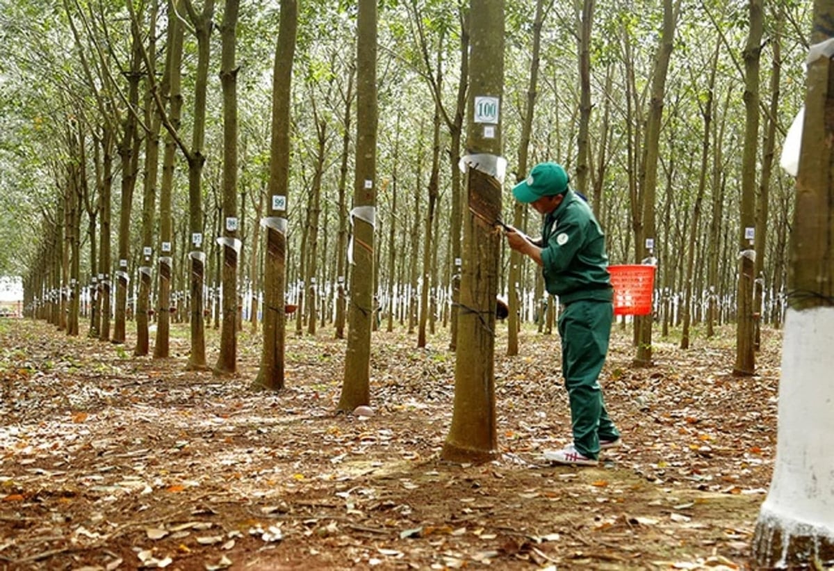 Rubber prices on May 12, 2026: Prices decline across the board
