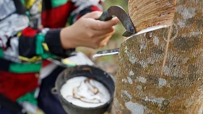 Rubber prices on May 5, 2026: No significant fluctuations