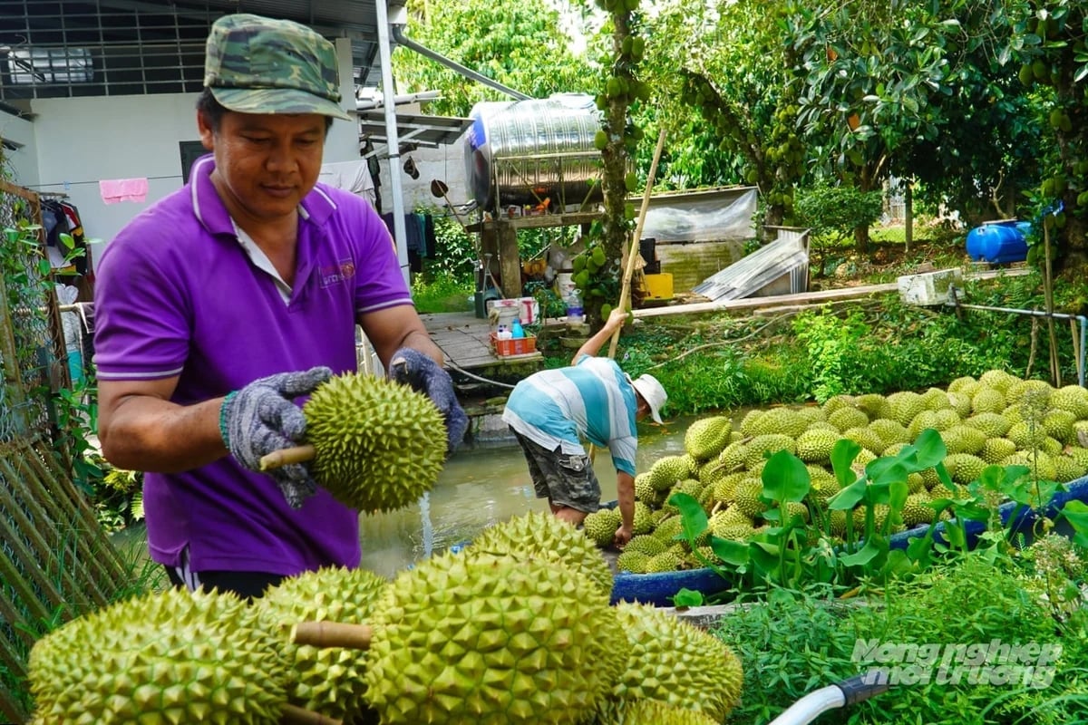 After the administrative merger, Can Tho City has more than 100,300 hectares of fruit trees. Durian ranks second in cultivation area after jackfruit, with nearly 14,500 hectares. Photo: Kim Anh.