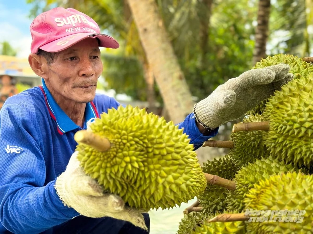 Durian prices at orchards currently range from VND 28,000-33,000/kg. Photo: Kim Anh.