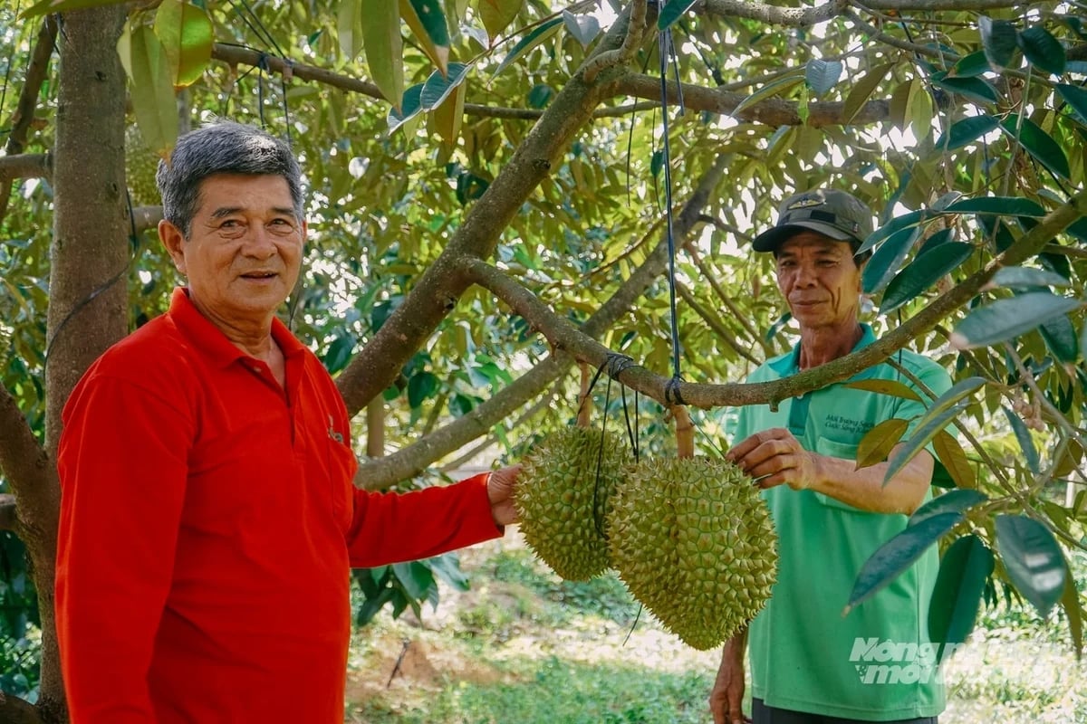 Thanks to enterprise linkages, durian prices at orchards belonging to the Truong Khuong A Fruit Orchard Cooperative remain high and stable. Photo: Kim Anh.