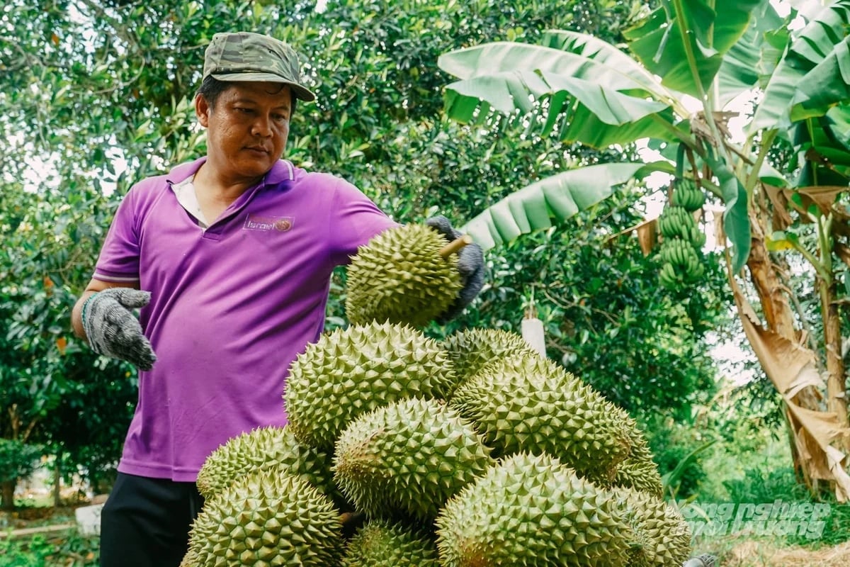 Despite carefully planning off-season flowering to capture better market prices, many farmers remain disappointed by the sharp decline in durian prices. Photo: Kim Anh.