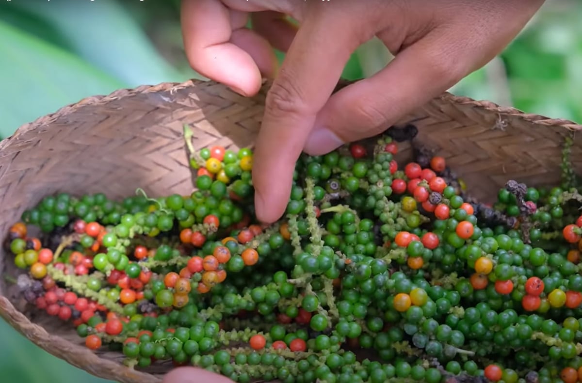 Vietnamese pepper holds the largest market share in Thailand. Photo: Son Trang. Vietnamese pepper holds the largest market share in Thailand. Photo: Son Trang.