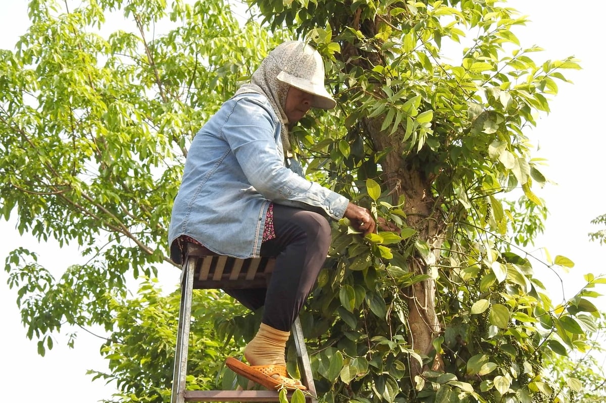 Farmers harvest pepper in Lam Dong province. Photo: Son Trang.