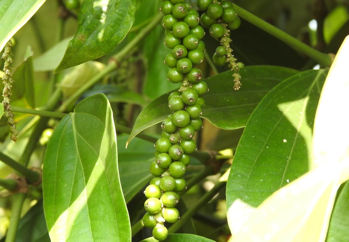 Vietnam’s pepper exports recorded double-digit growth in both volume and value during the first four months of 2026. Photo: Thanh Son.