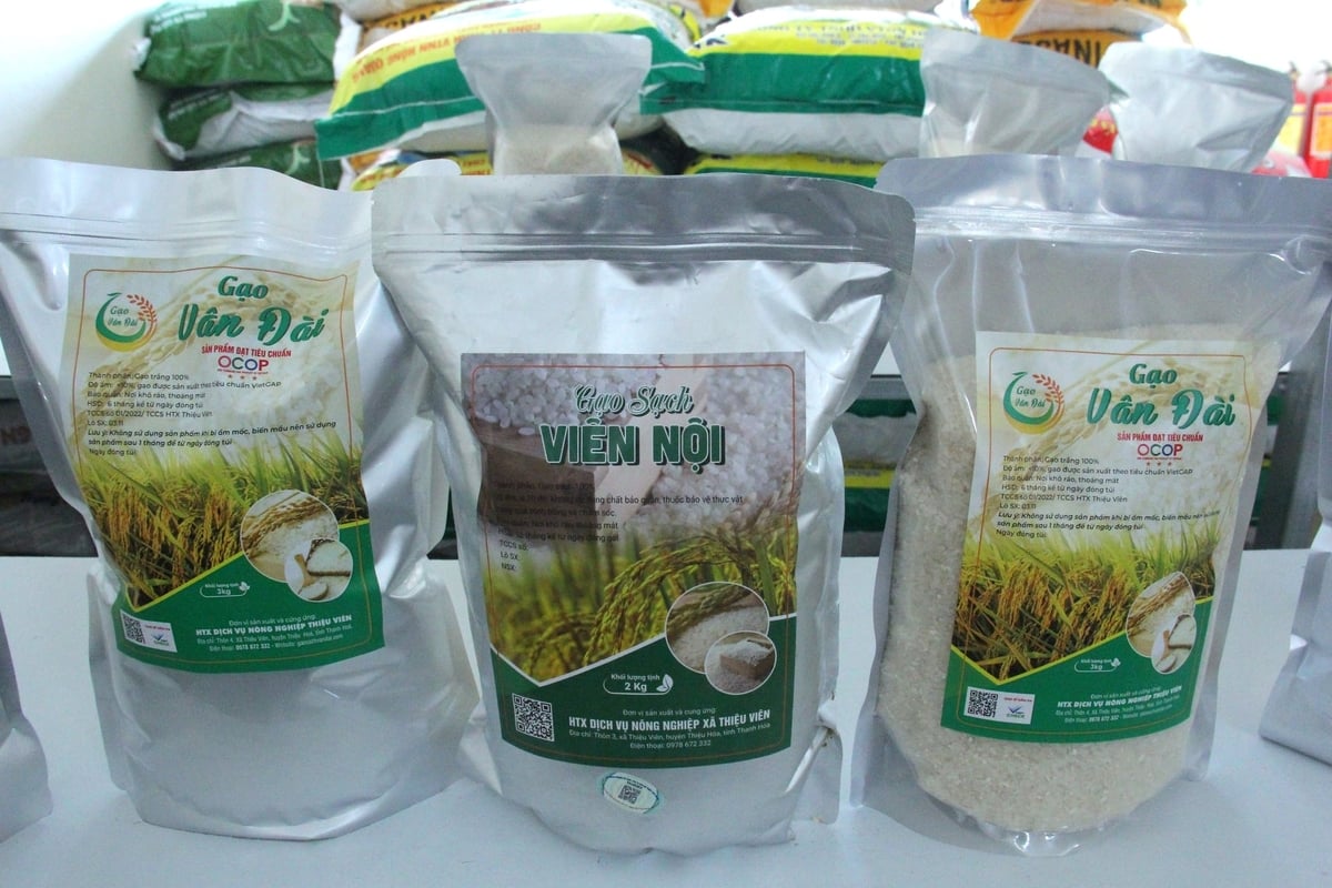 Thieu Vien Cooperative has established two VietGAP-certified rice production zones, producing Van Dai rice and Vien Noi rice. Photo: Phi Yen.