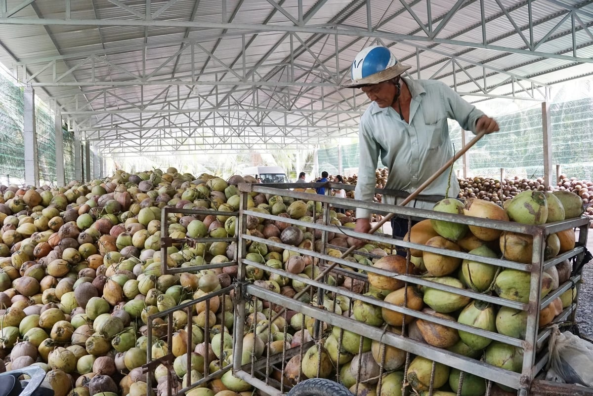 After remaining at low levels for a long period, fresh coconut prices have now doubled or even tripled. Photo: VAN.