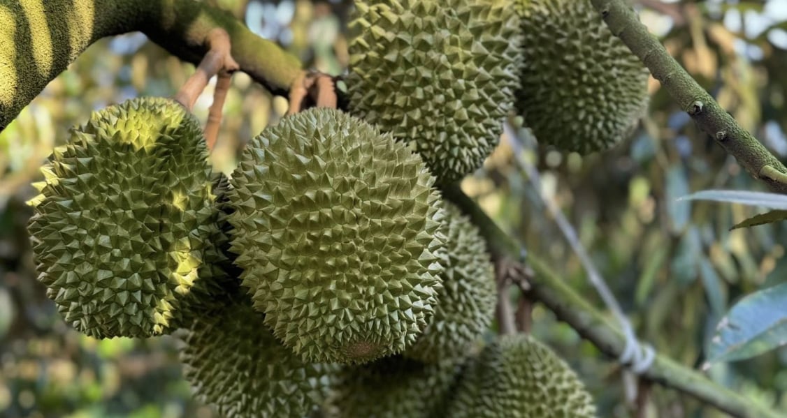 Seafood and produce exports eye USD 2 billion boost in 2026. Photo: VAN.