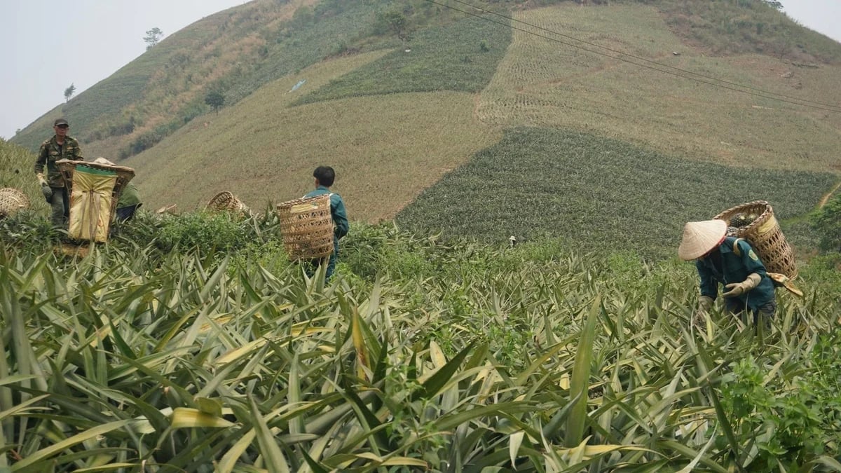 The busy atmosphere of labor during pineapple harvest season. Photo: Thanh Tien.