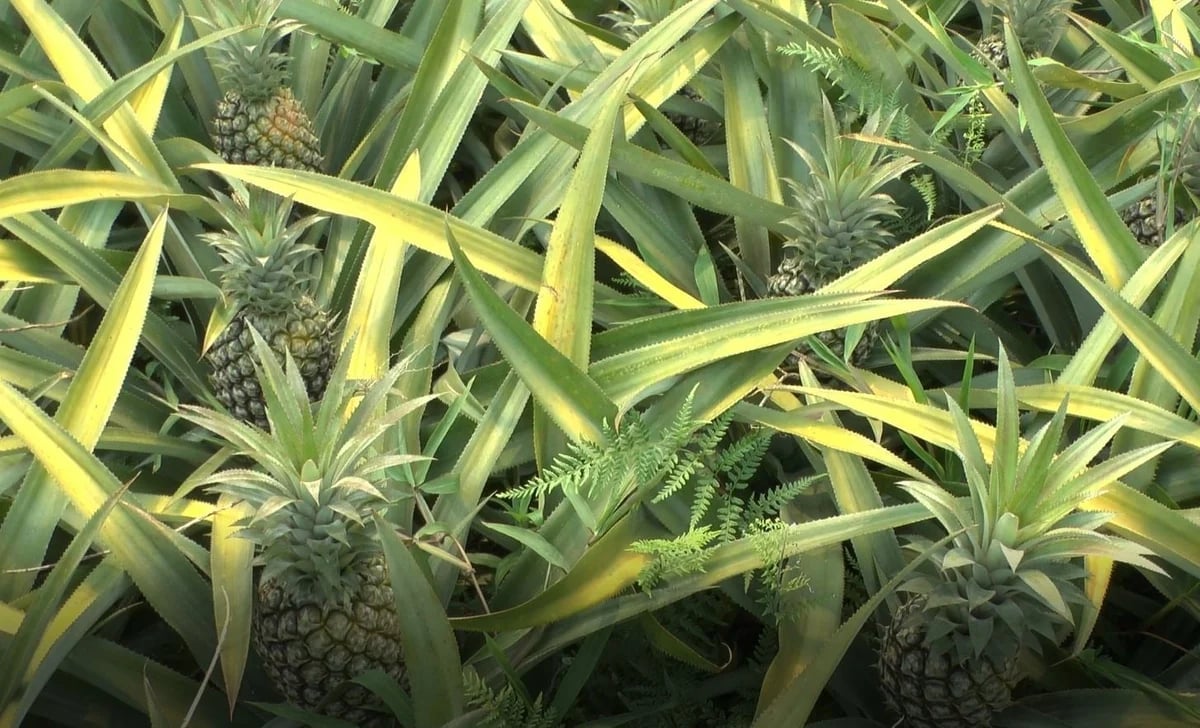 It takes 13-15 months from planting pineapples to harvest. Photo: Thanh Tien.