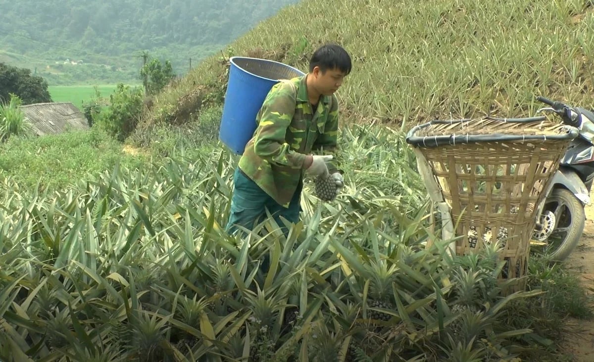 The factory signs pineapple purchasing contracts at fixed prices. Photo: Thanh Tien.