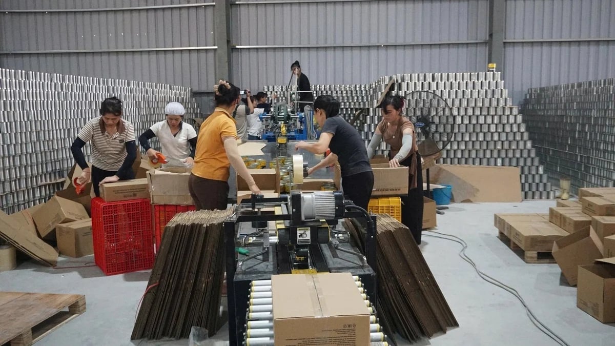 All processed pineapple products are exported. Photo: Thanh Tien.