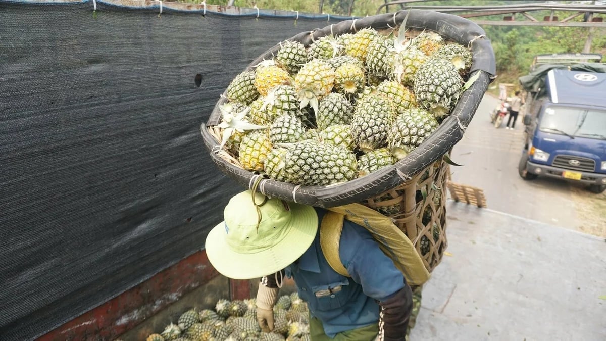 Pineapple cultivation has helped hundreds of households escape poverty. Photo: Thanh Tien.