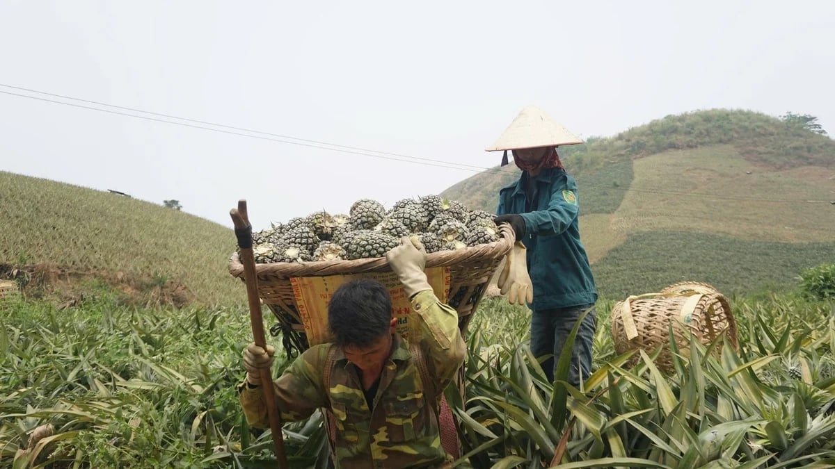 Ban Lau commune aims for 100% of pineapple cultivation areas to operate under value-chain production with guaranteed purchase contracts. Photo: Thanh Tien.