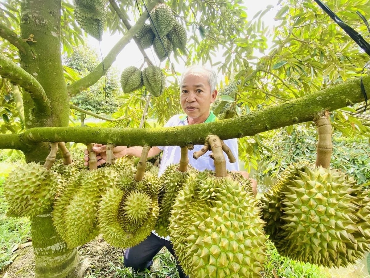 Vietnam’s durian industry is aiming for $4 billion in exports in 2026. Photo: Le Hoang Vu.