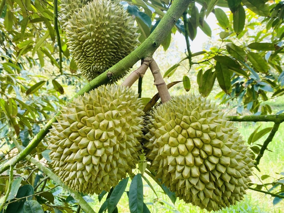 India is expected to officially open its market to Vietnamese durian imports this coming July. Photo: MAE. India is expected to officially open its market to Vietnamese durian imports this coming July. Photo: MAE.