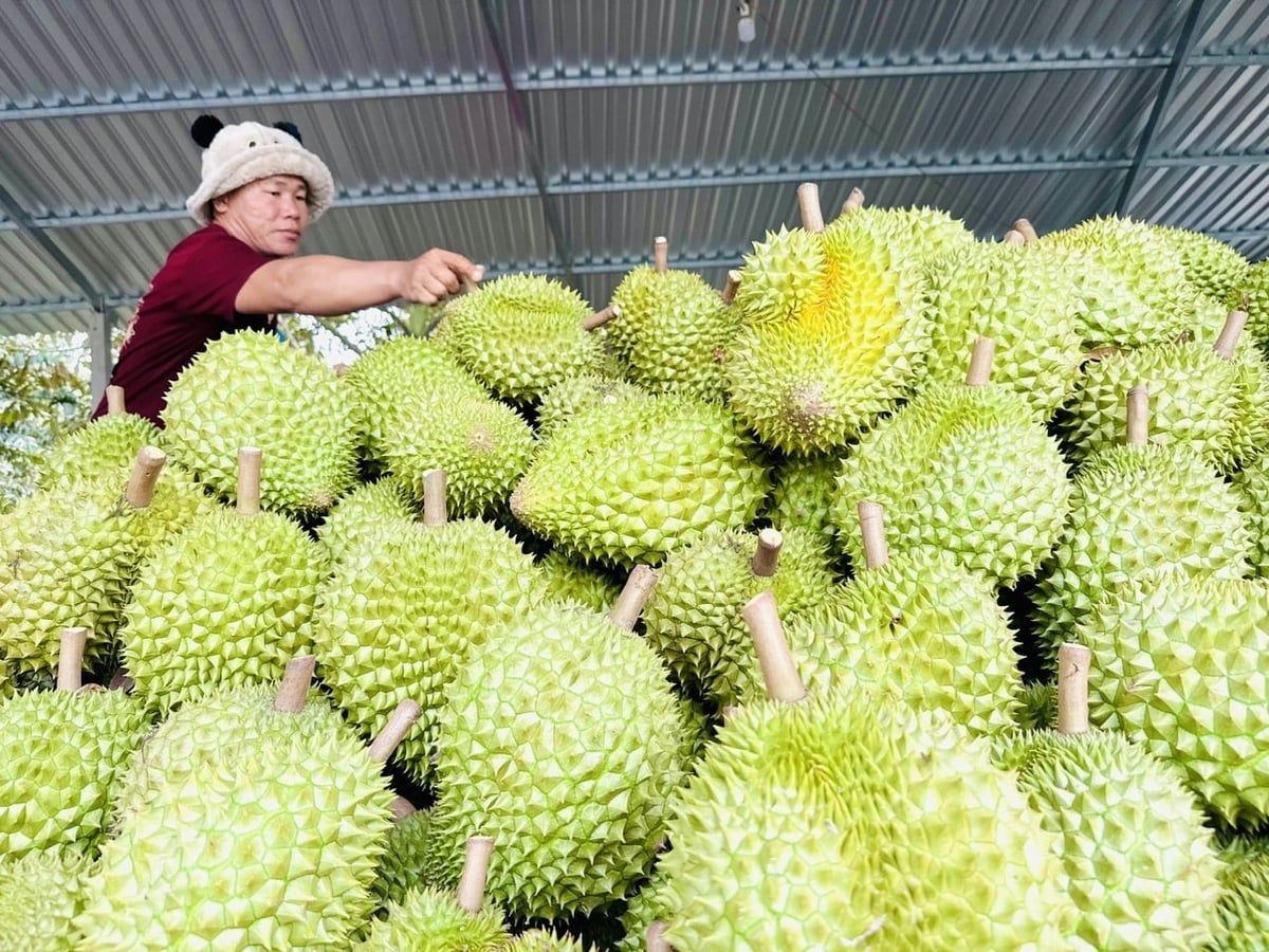 The agriculture sector is making a strong shift from a quantity mindset to a quality mindset. Photo: Le Hoang Vu